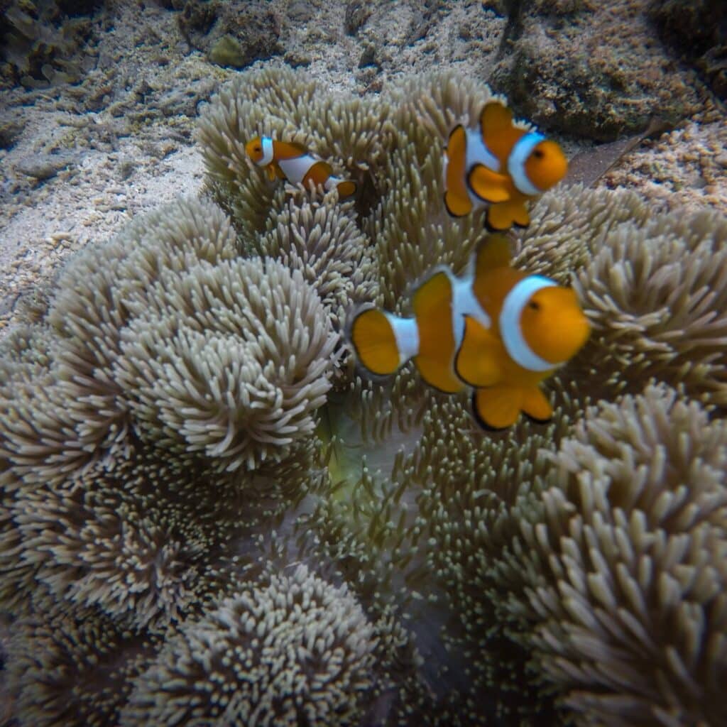 Coral Gardens Of Coron An Unforgettable Island Hopping Boat Tour In