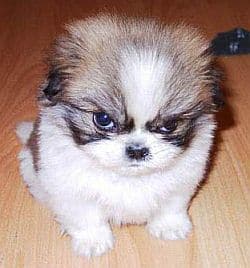 Angry-Dog