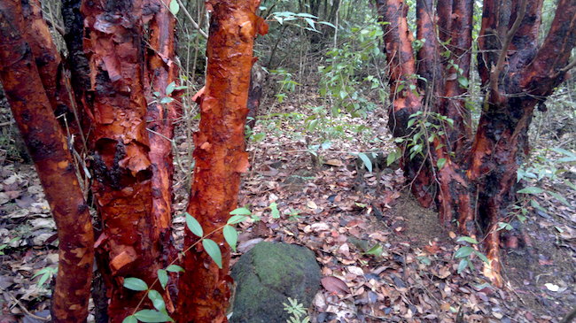 Perhentian-Islands-hard-wood