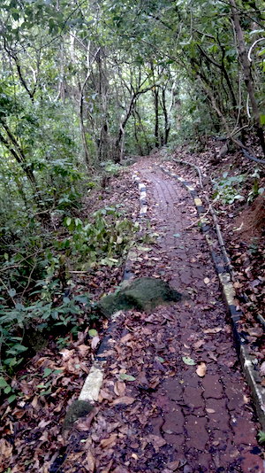 Perhentian-Islands-jungle-trail-around-island