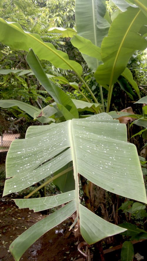 Perhentian-islands-a-real-jungle