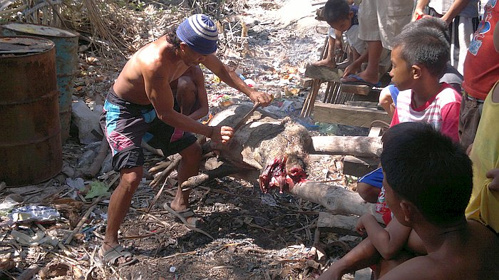 Locals skinning wild boar in Pical that they caught by exploding crab on jungle path.