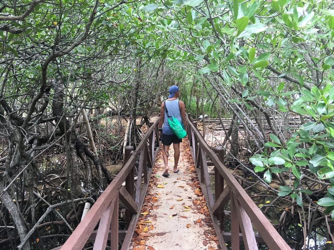 apo reef natural park occidental mindoro mangroves