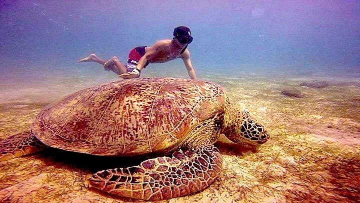 apo reef natural park occidental mindoro turtle 2