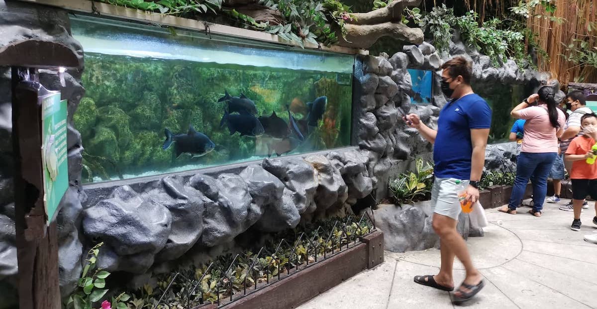 manila ocean park aquarium