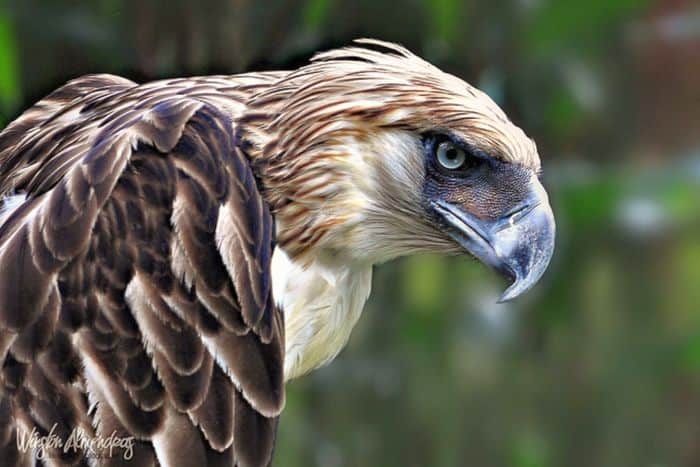 philippine-eagle