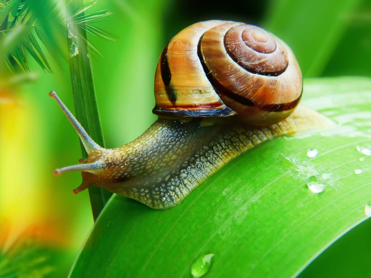 snail-internet-speed-of-Smart