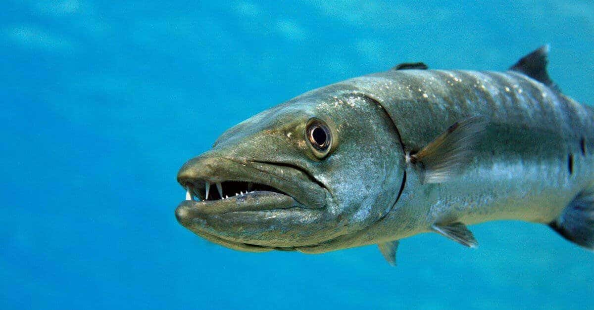 Barracuda-fish