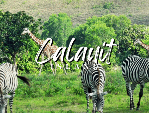 calauit-island-palawan