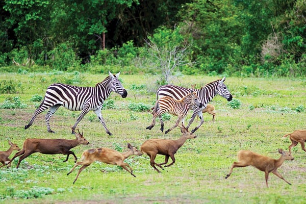 Zebras running at Calauit Island