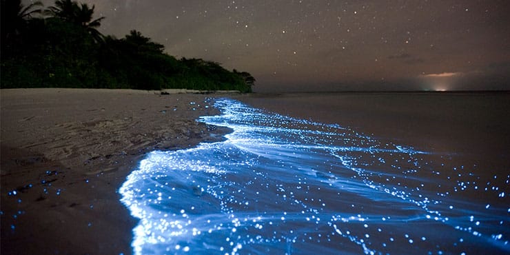bright-plankton-beach-night