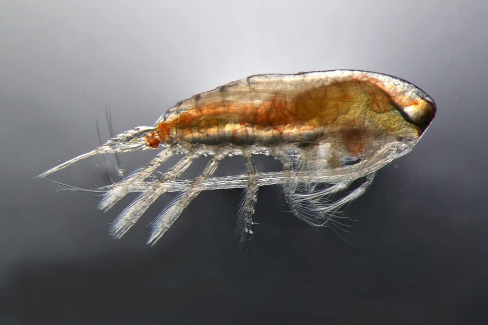 plankton copepods stars philippines