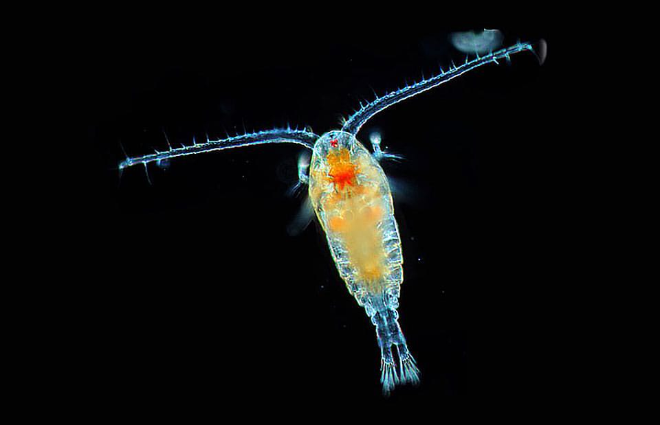 plankton-light and stars in the Philippines boat tour