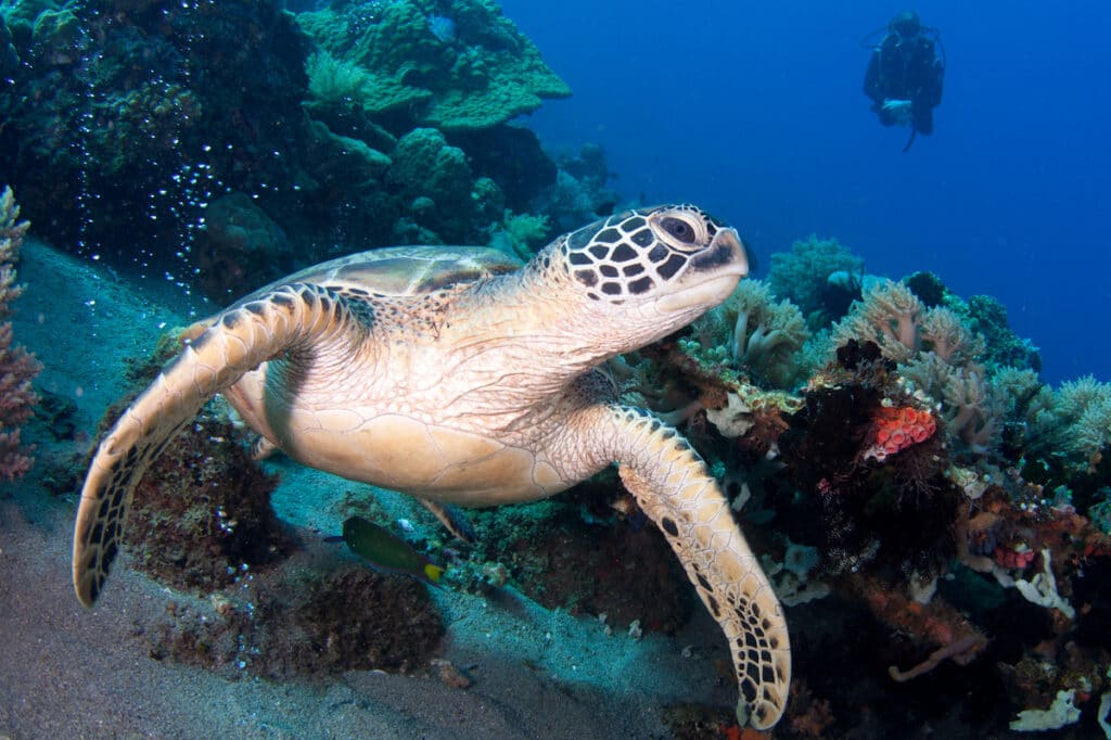 turtle-diving-palawan-snorkeling ultimate-adventure-expedition-excursion-exclusive