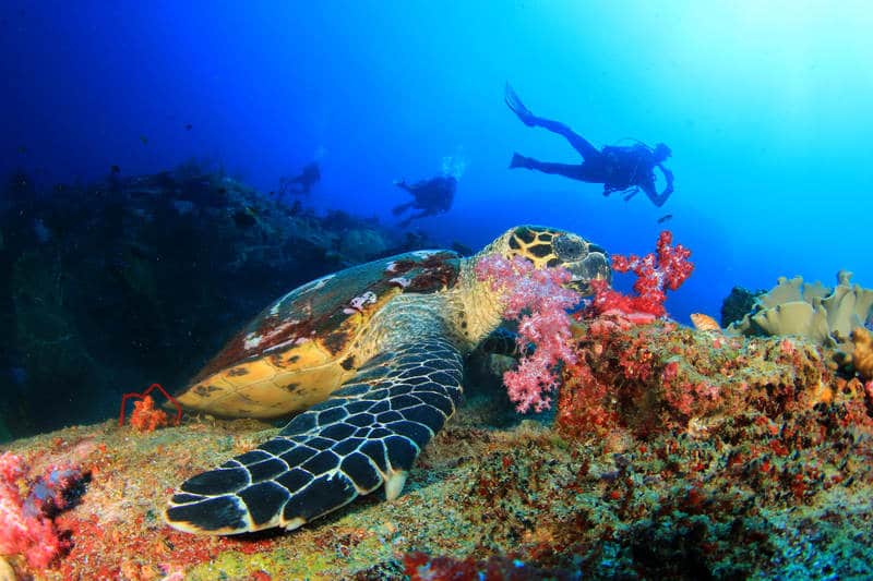 Scuba diving in El Nido