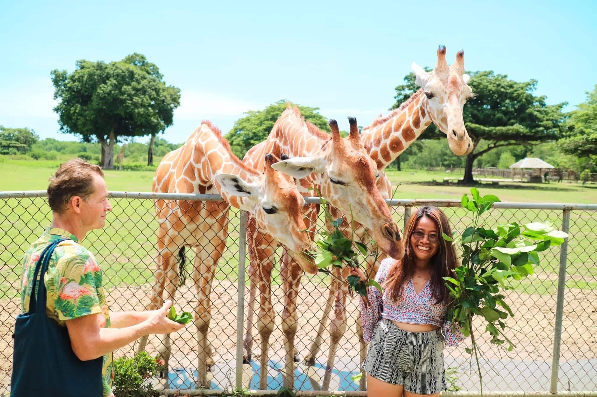 Calauit-safari-wildlife-black-island-coron-tour-giraffe