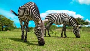 calauit-safari-wildlife-black-island-coron-tour-giraffe3