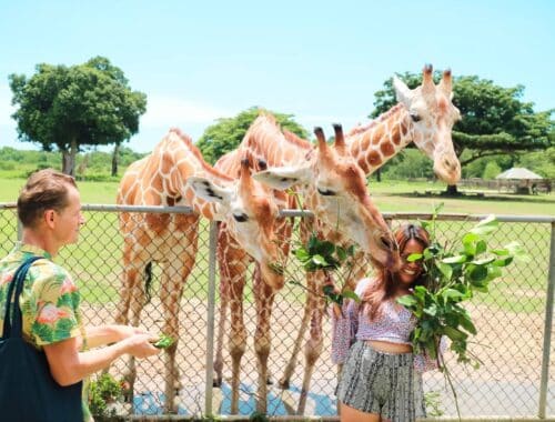 Calauit safari park, Calauit Safari Park: The Ultimate Family Adventure in Coron, Palawan