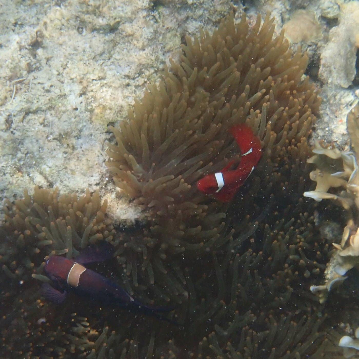 Coral Gardens of Coron: An Unforgettable Island Hopping Boat Tour in ...