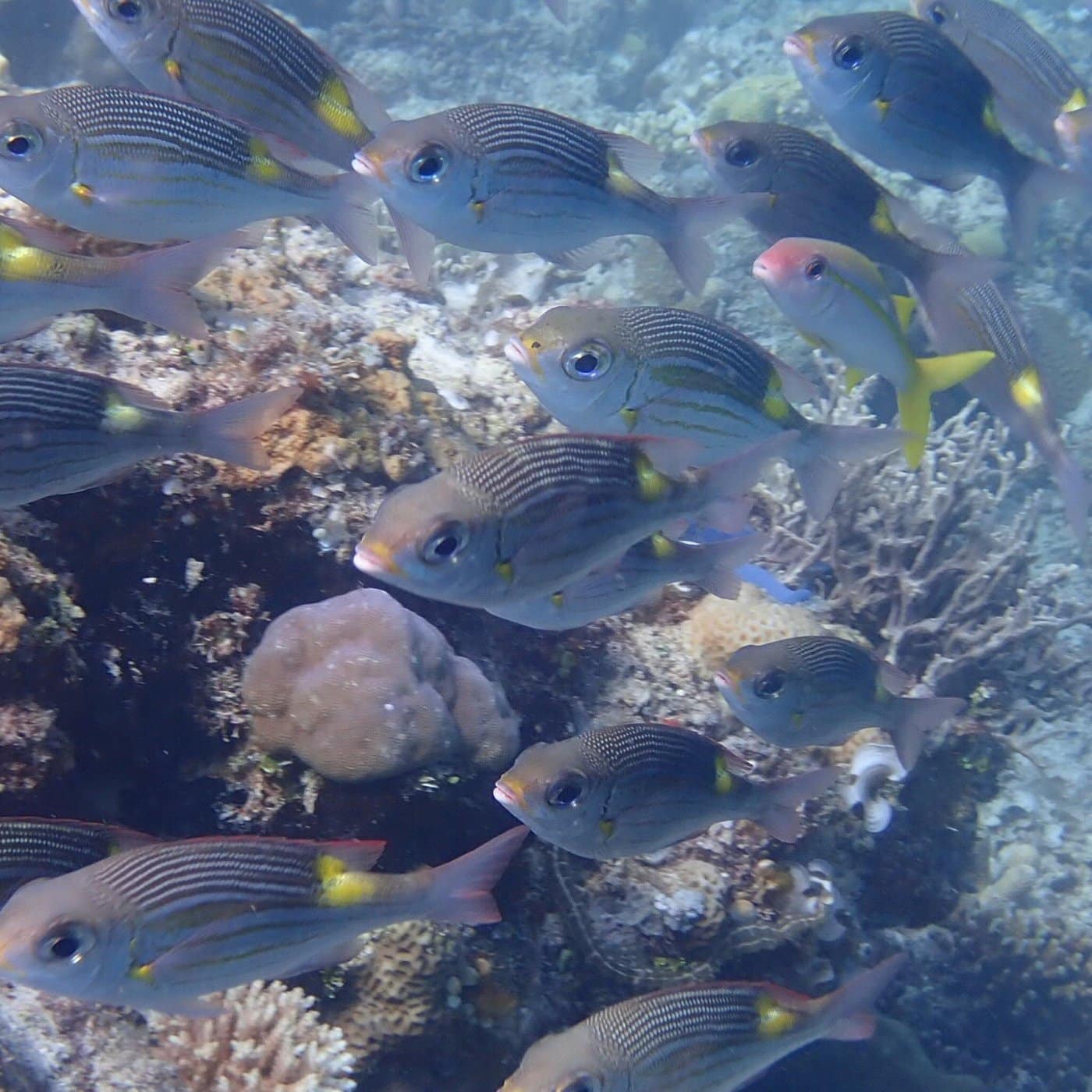 Coral Gardens of Coron: An Unforgettable Island Hopping Boat Tour in ...