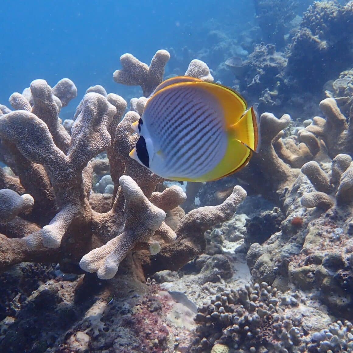 Coral Gardens of Coron: An Unforgettable Island Hopping Boat Tour in ...