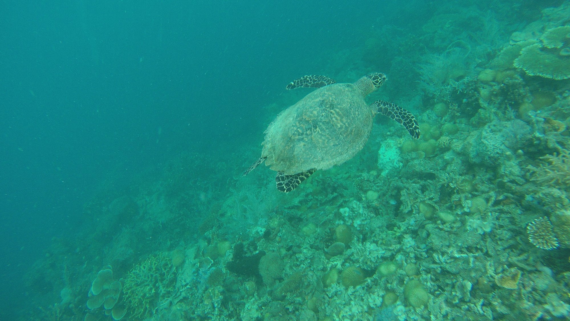 Coral-garden-coron-boat-tour-operator-palawan-sea-turtle