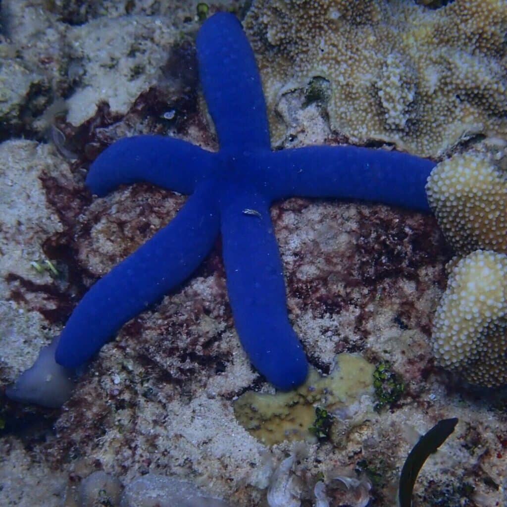 Coral Gardens of Coron: An Unforgettable Island Hopping Boat Tour in ...