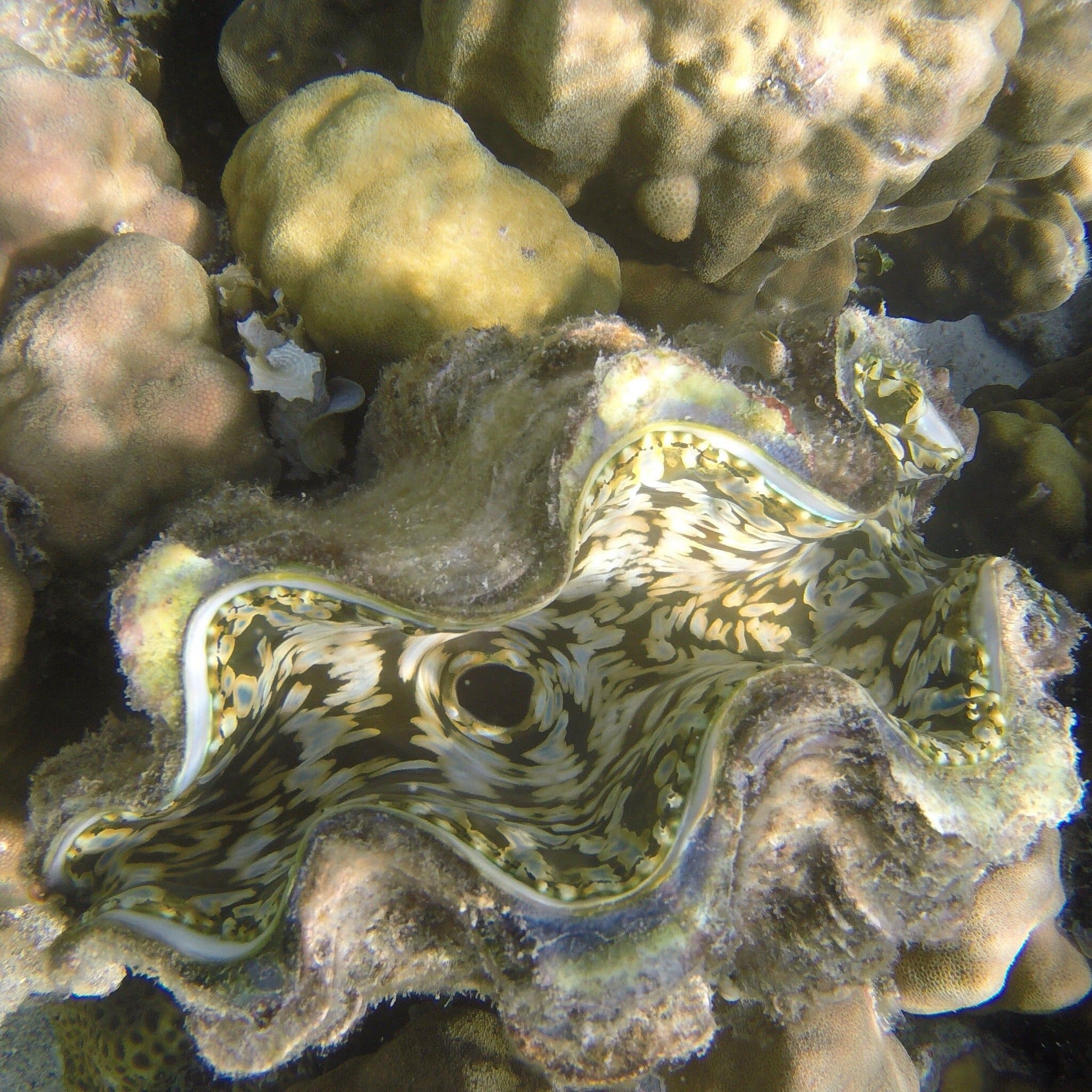 Coral Gardens of Coron: An Unforgettable Island Hopping Boat Tour in ...