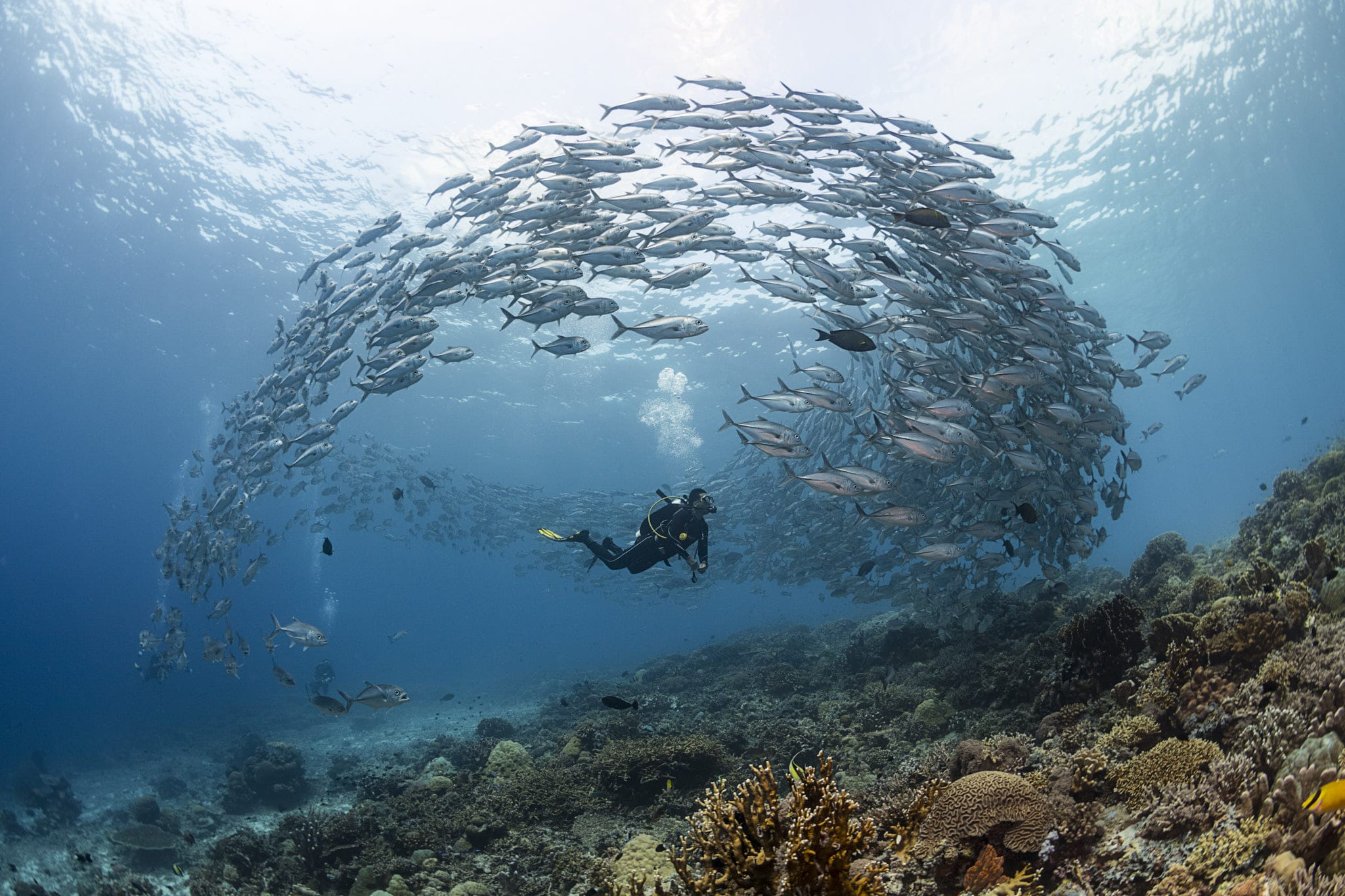 Tubbataha-Reefs-Natural-Park-snorkeling
