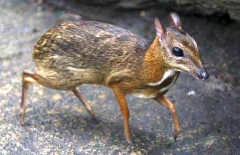 philippine mouse deer 2