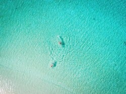 Aerial view of two people swimming in clear turquoise water with a sandy bottom visible below, perfect for island hopping adventures in Palawan.