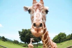 calauit-safari-wildlife-black-island-coron-tour