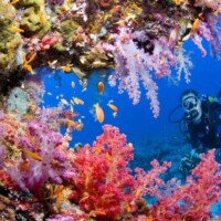 Scuba diver exploring colorful coral reef at Tubbataha Reef, Philippines.