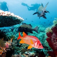 Diving in Tubbataha Vibrant underwater scene with colorful fish and divers at Tubbataha Reef.