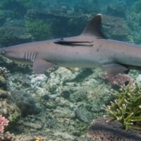 Shark swimming over vibrant coral reef at Tubbataha Reef, Philippines.