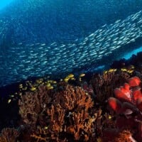 Underwater view of Tubbataha Reef with a large school of fish swimming above vibrant coral formation.