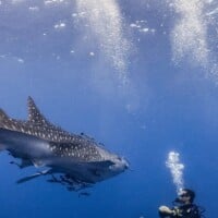 Shark swimming near divers at Tubbataha Reef, Philippines.