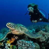 Diver exploring vibrant coral reef with a sea turtle at Tubbataha Reef, a UNESCO World Heritage Site.
