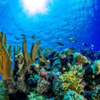 Underwater view of vibrant coral reefs at Tubbataha Reef, Philippines, teeming with colorful fish an.