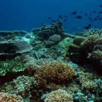 Vibrant coral reef at Tubbataha Reef with diverse marine life.