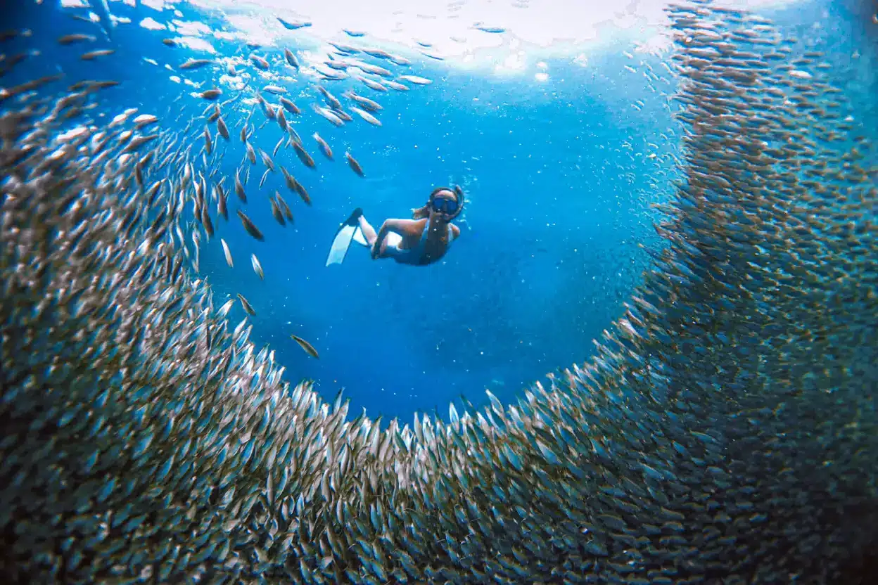 Sardine-Run-Diving-Moalboal-Cebu-adventure-tours-packages-philippines