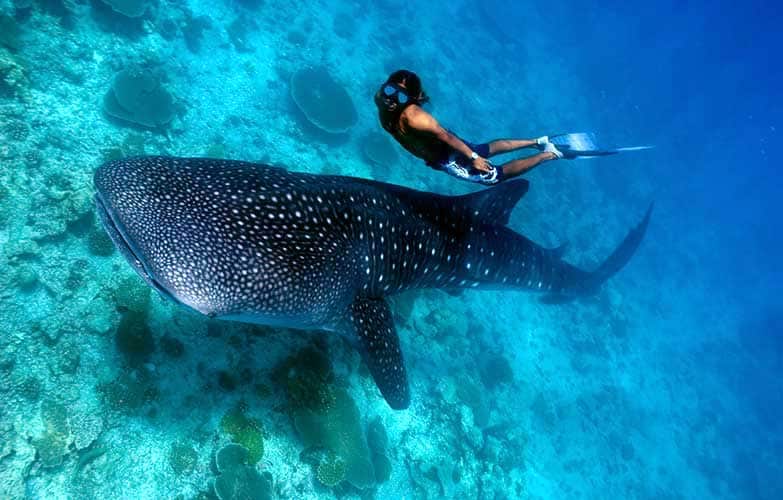 Swimming-Whale-Sharks-Donsol-adventure-tours-packages-philippines
