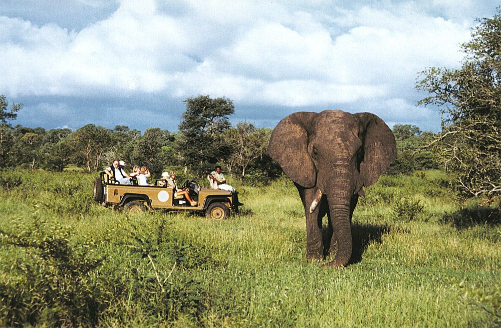 Game-View-of-Elephant-Sabi-Sands-South-Africa