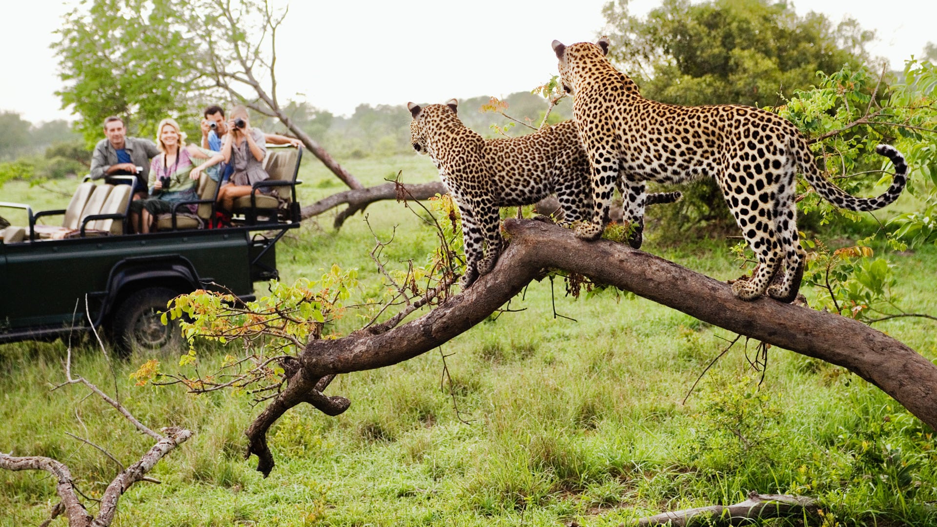 leopard-safari-south-africa