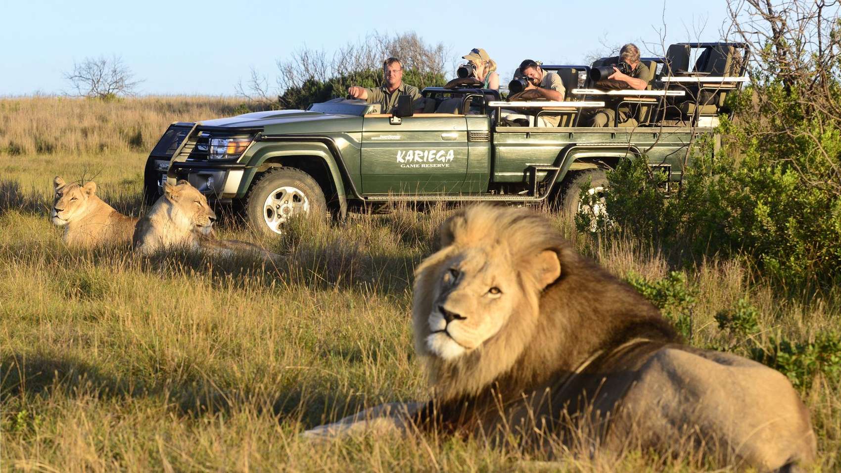 south-africa-safaris-lion