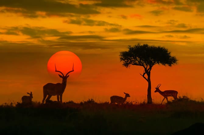 sunset-safari-south-africa