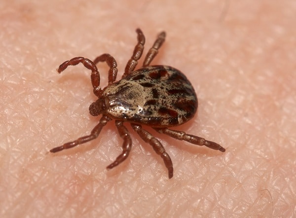 ticks