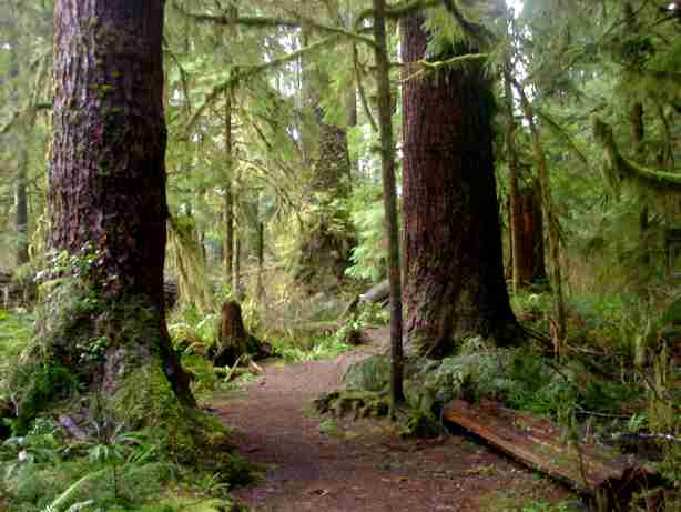 Old growth forest in Washington State
