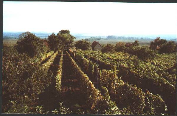 Wineyard01.jpg (38669 bytes)