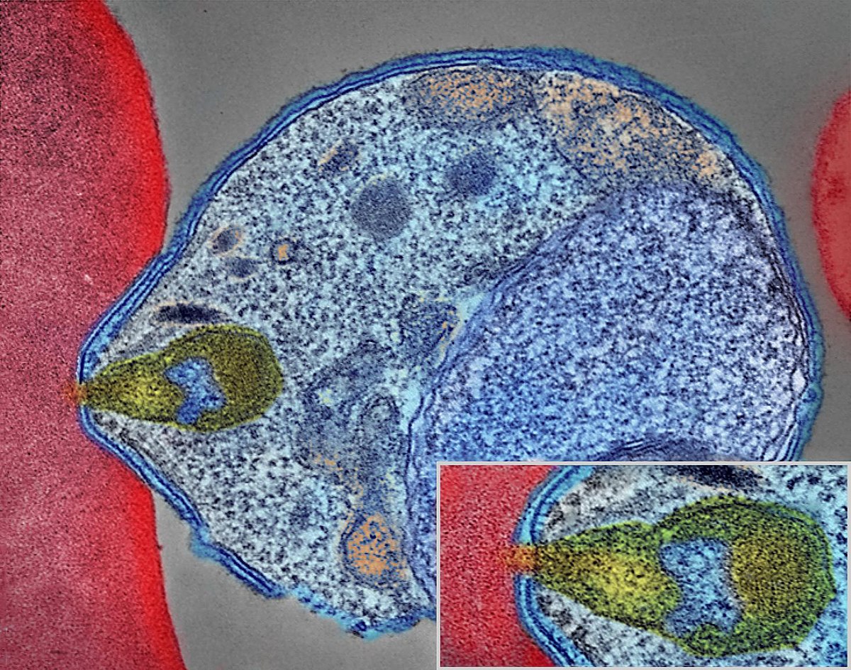 Life-cycle-malaria-parasite-traveling-Malaria_Parasite_Connecting_to_Human_Red_Blood_Cell